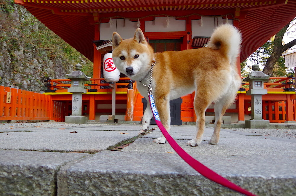 开云官网APP下载-WRC最美赛道：边看比赛边享受自然之美，wrc 比赛