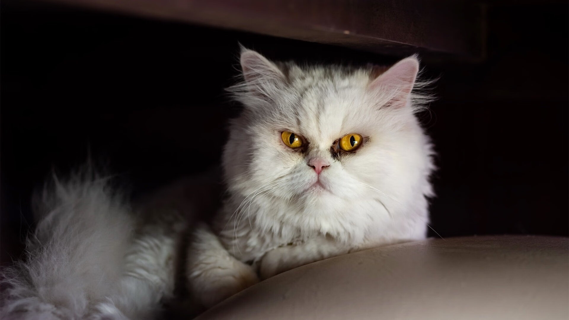 开云网页-_城市高空跑步：在摩天楼之间飞驰_，高空城市俯瞰图