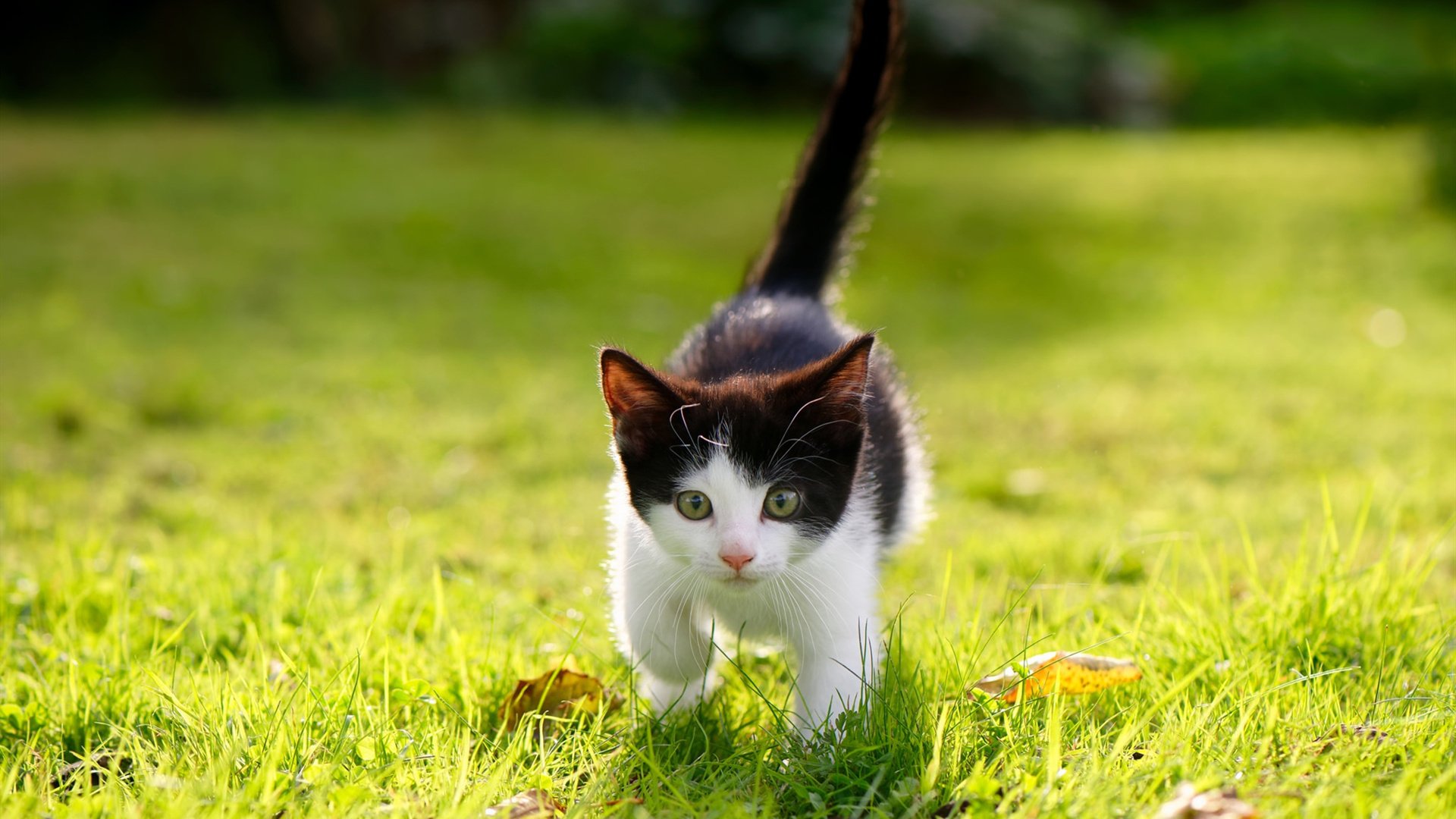 开云体育登入-伊朗主帅：这是我们对寒冷的胜利，也是对偏见的回应，伊朗队主帅